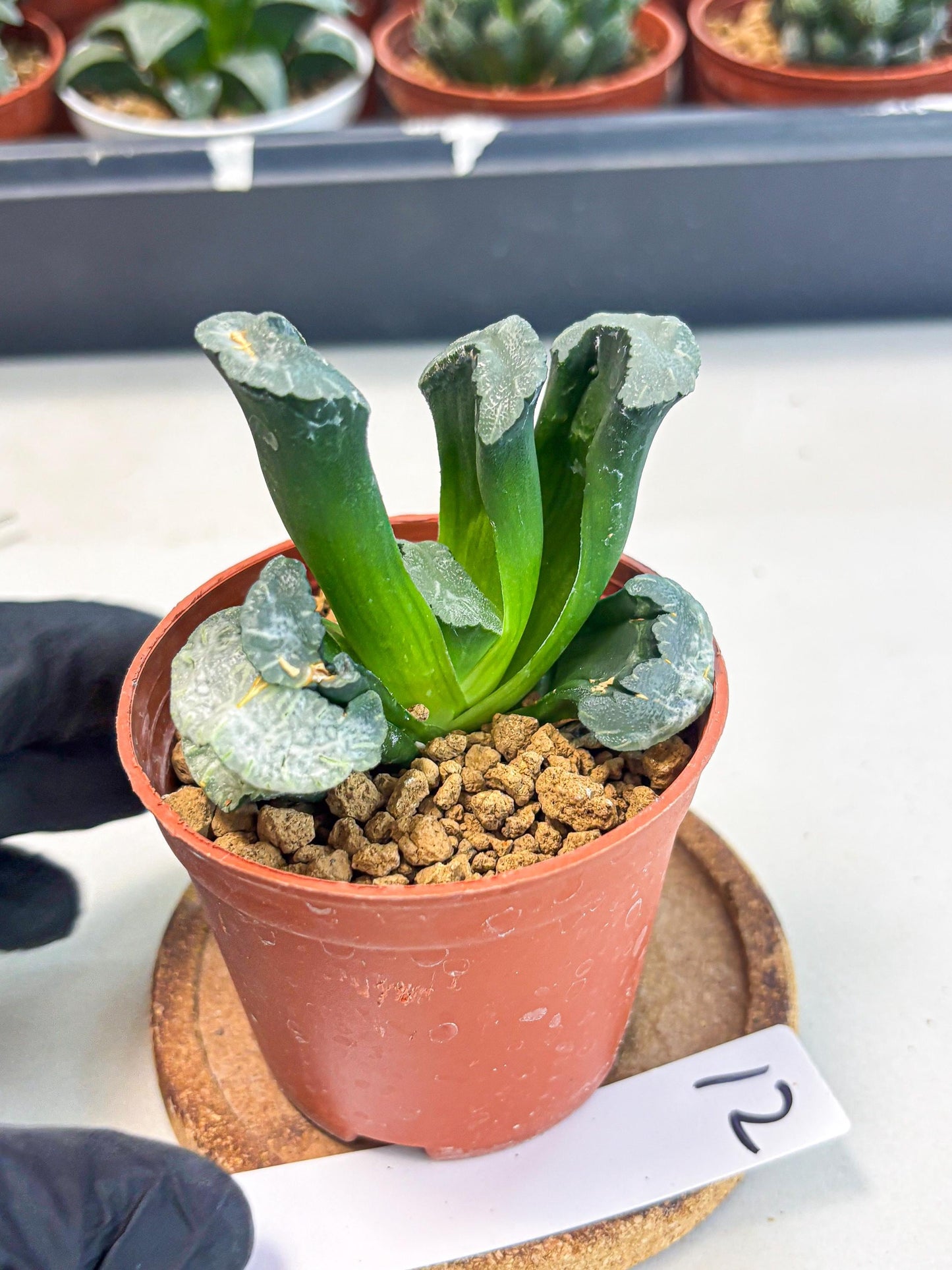 Haworthia White Mammoth (wa6) (g12) | Rare Import