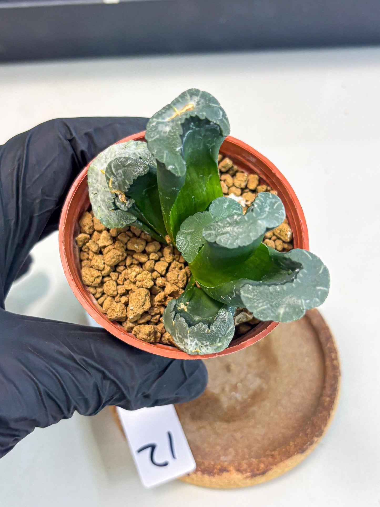 Haworthia White Mammoth (wa6) (g12) | Rare Import
