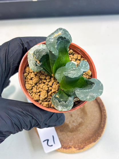 Haworthia White Mammoth (wa6) (g12) | Rare Import