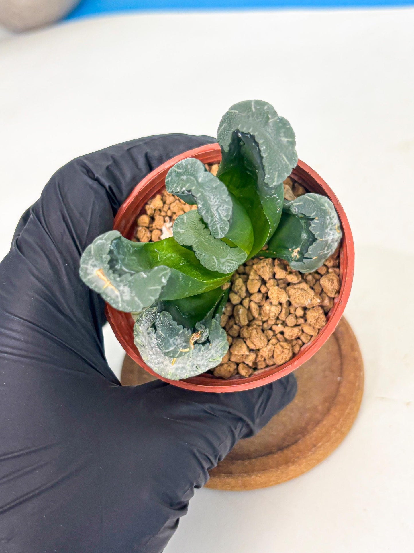 Haworthia White Mammoth (wa6) (g12) | Rare Import