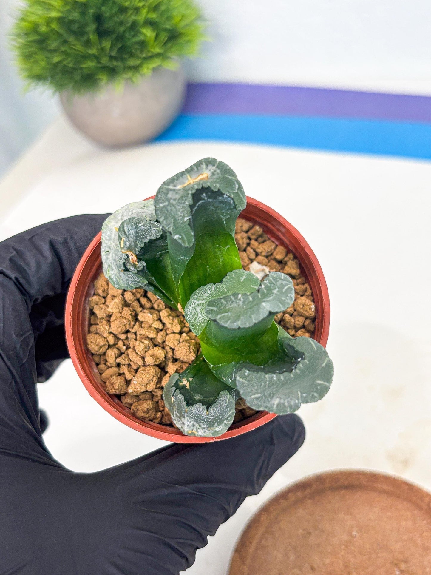 Haworthia White Mammoth (wa6) (g12) | Rare Import