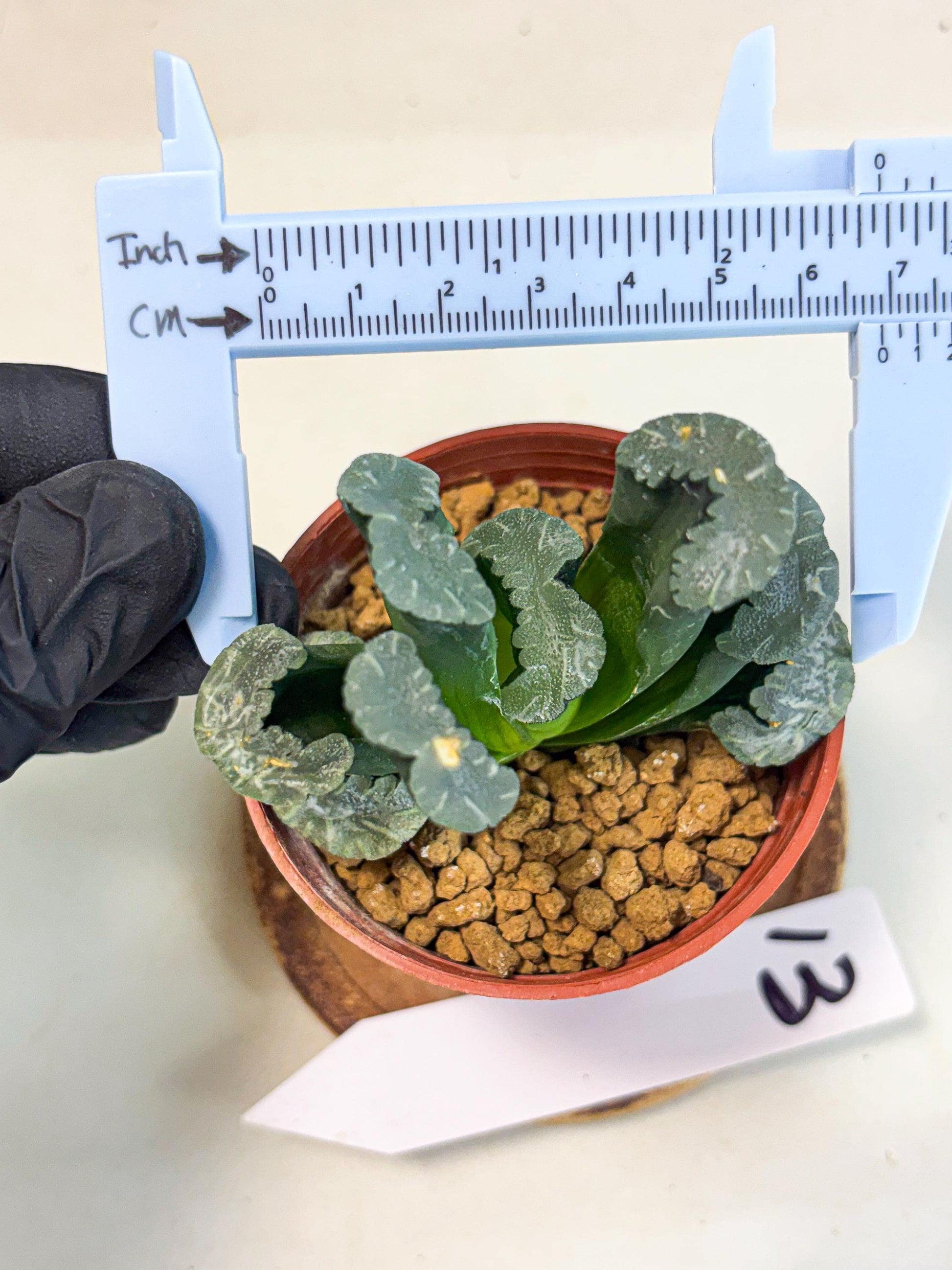 Haworthia White Mammoth (wa6) (g13) | Rare Import