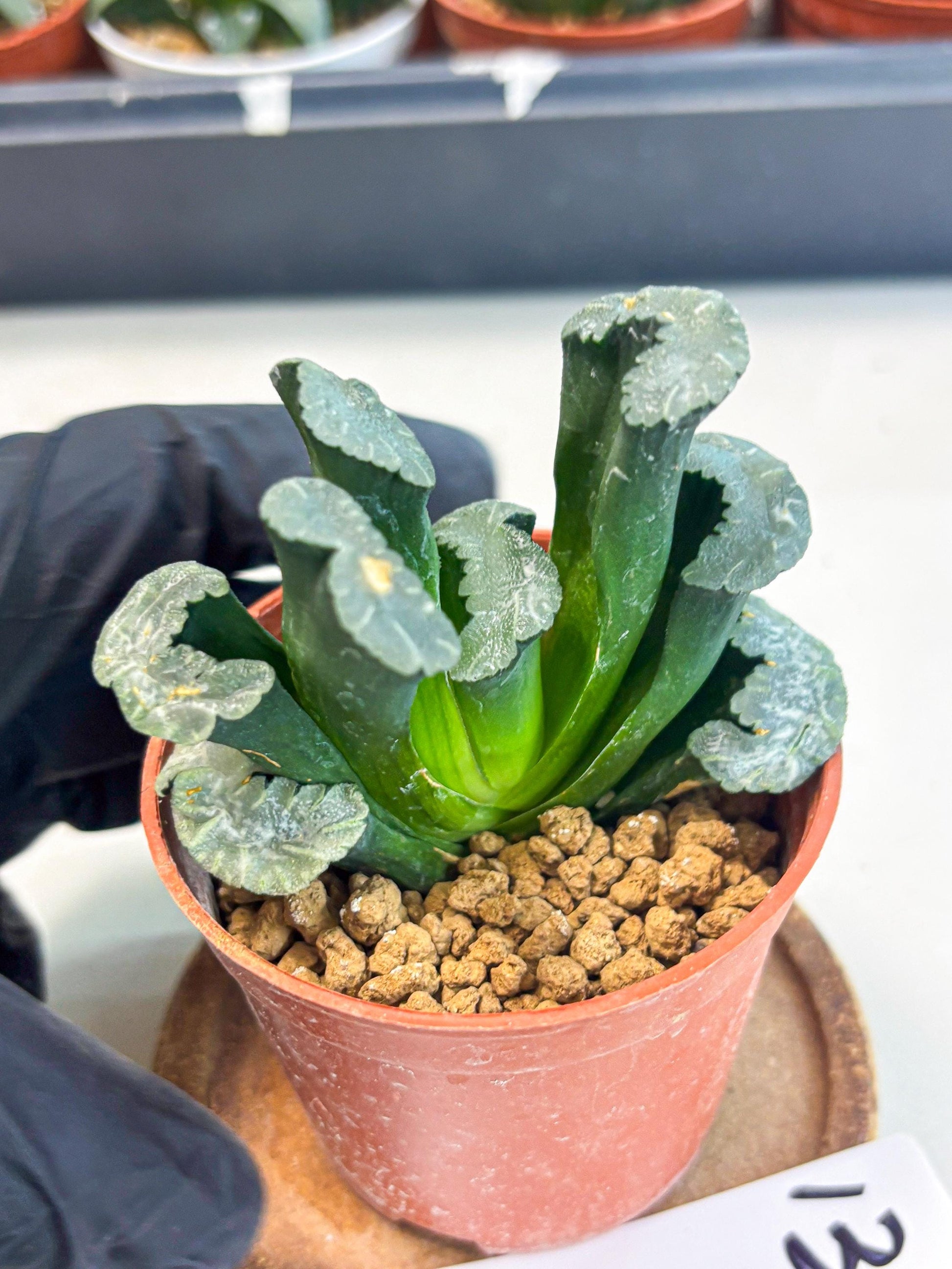 Haworthia White Mammoth (wa6) (g13) | Rare Import