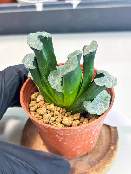 Haworthia White Mammoth (wa6) (g13) | Rare Import