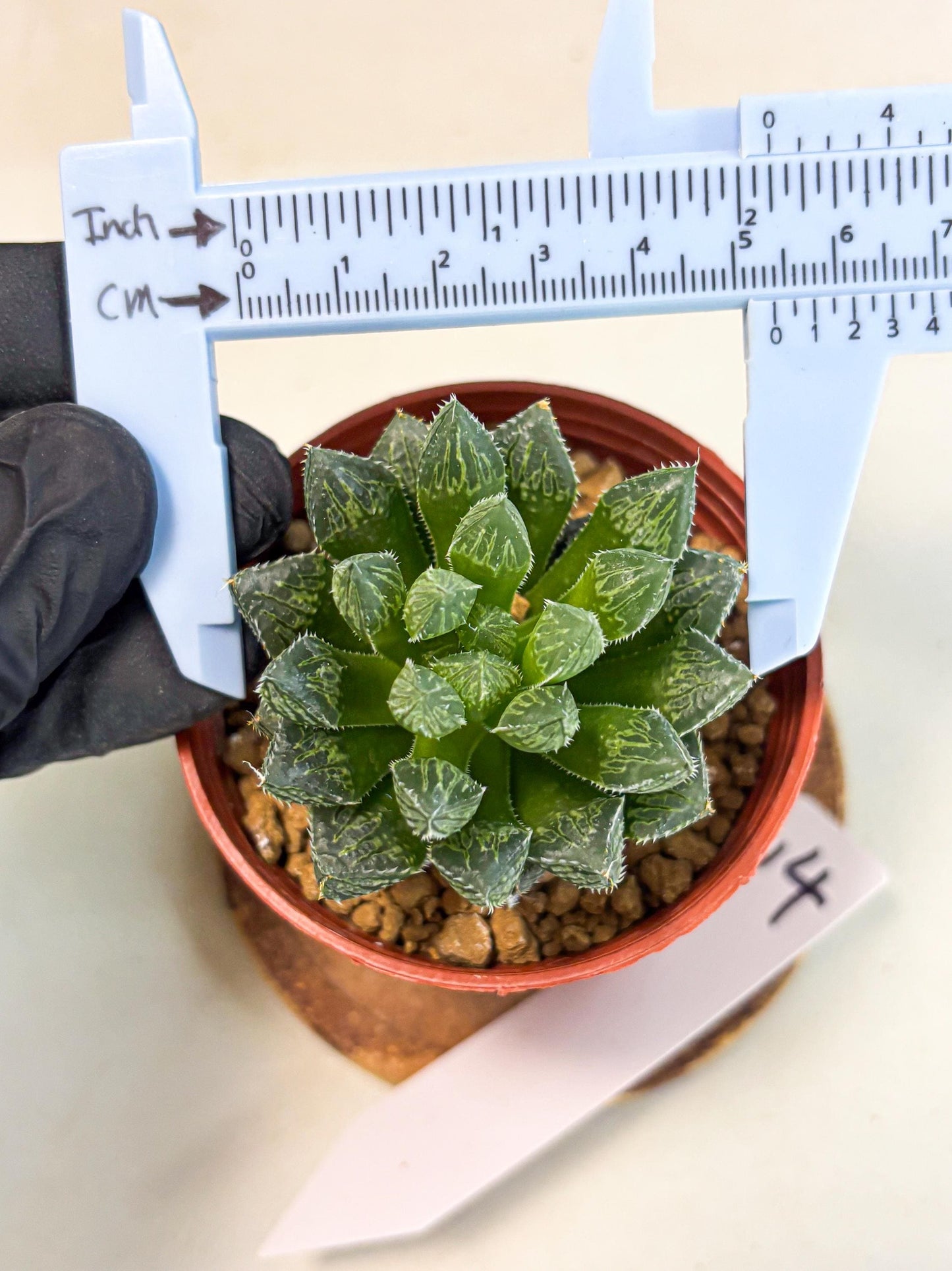 Haworthia Loulan (wa6) (g14) | Rare Import