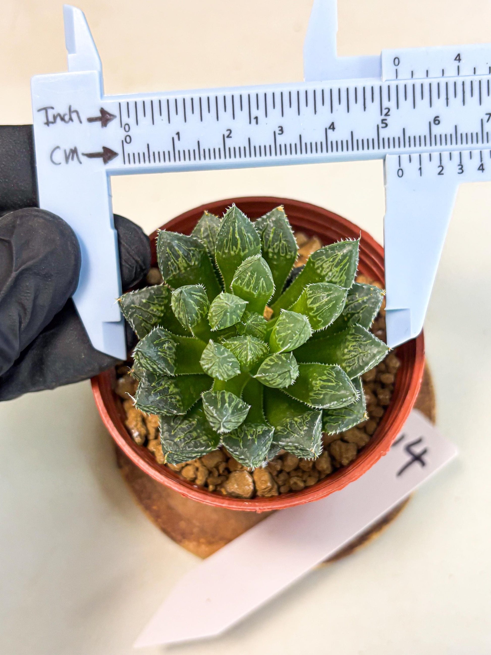 Haworthia Loulan (wa6) (g14) | Rare Import