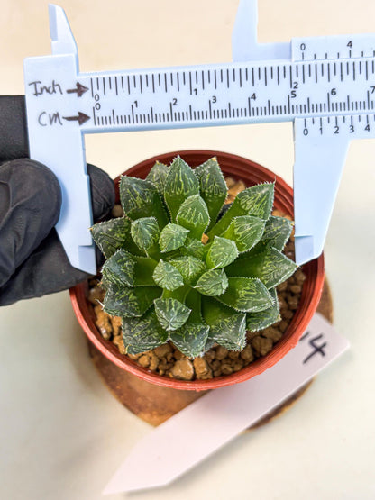 Haworthia Loulan (wa6) (g14) | Rare Import
