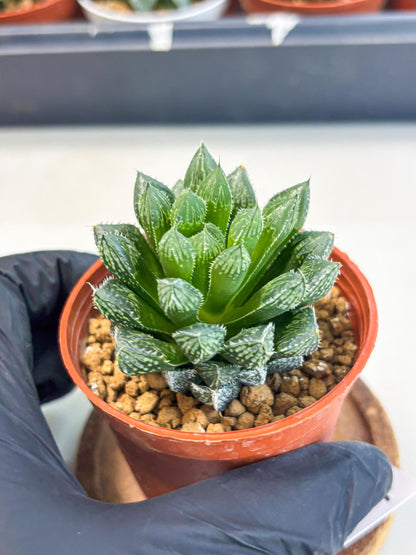 Haworthia Loulan (wa6) (g14) | Rare Import