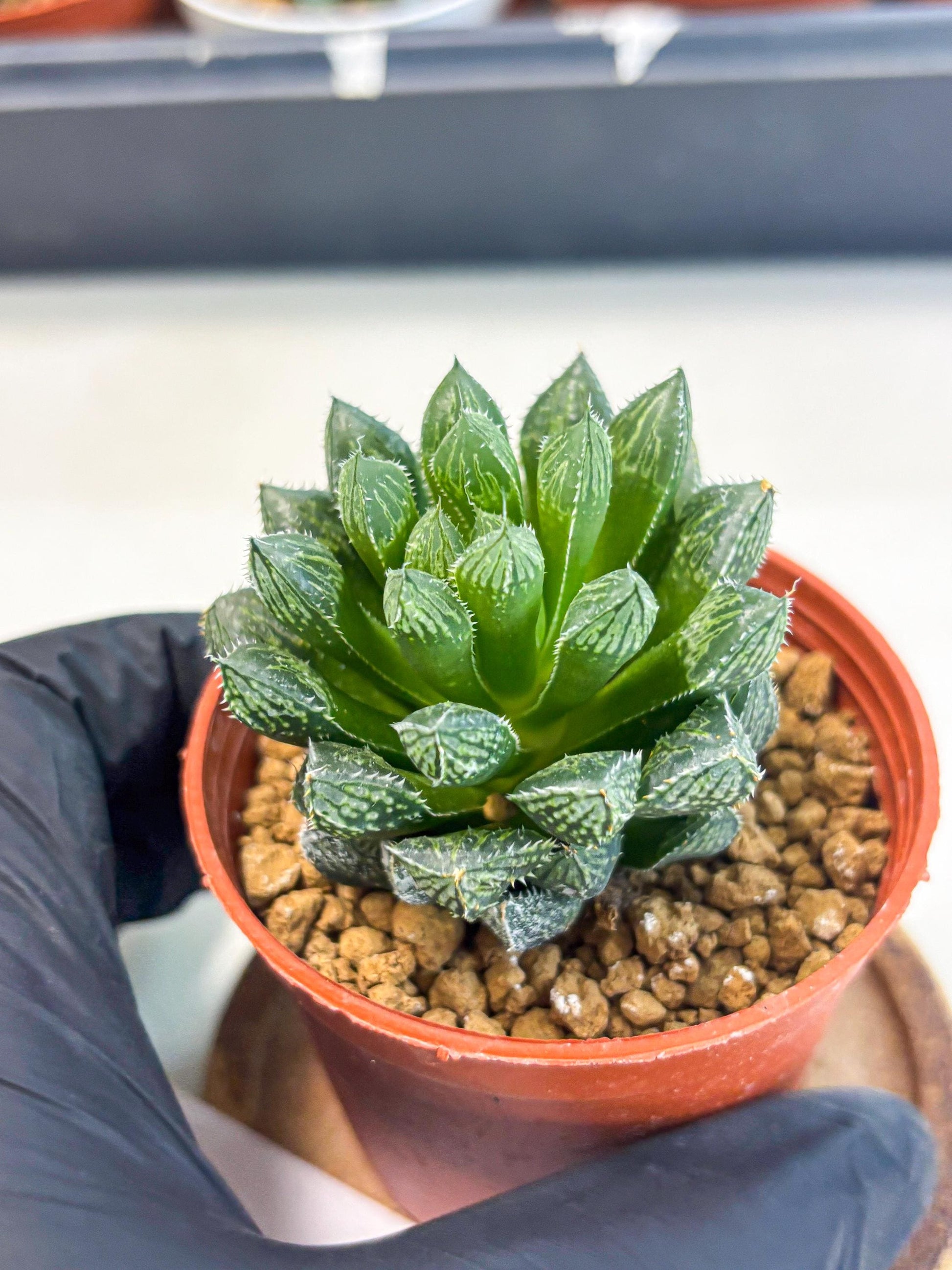 Haworthia Loulan (wa6) (g14) | Rare Import