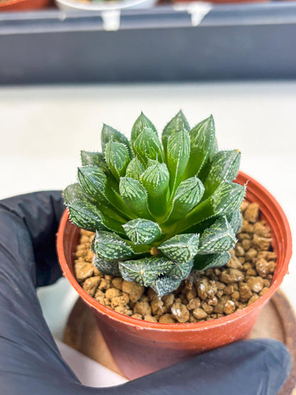 Haworthia Loulan (wa6) (g14) | Rare Import