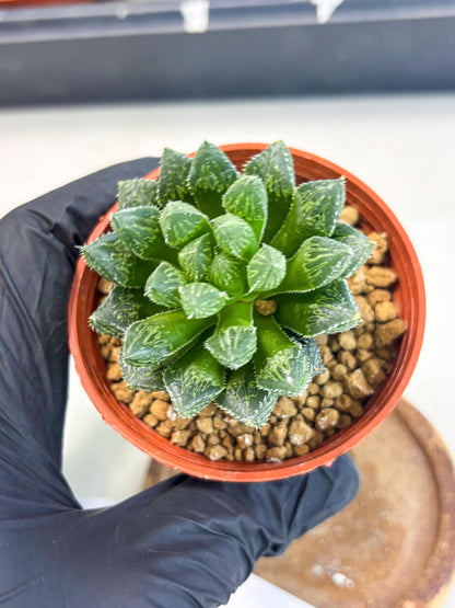 Haworthia Loulan (wa6) (g14) | Rare Import