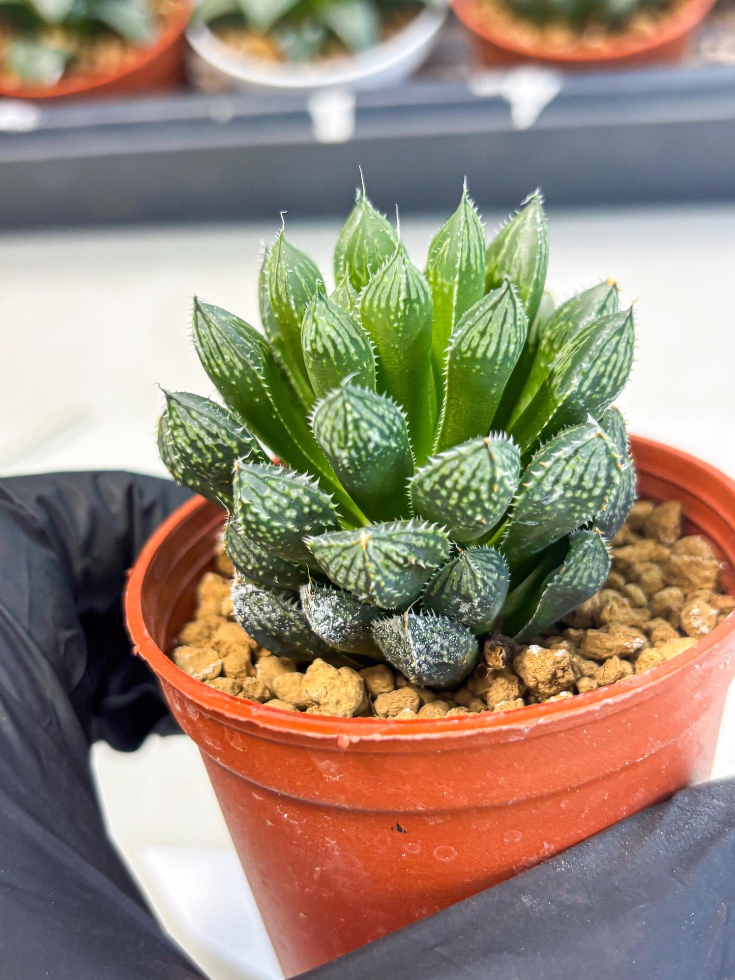 Haworthia Loulan (wa6) (g14) | Rare Import