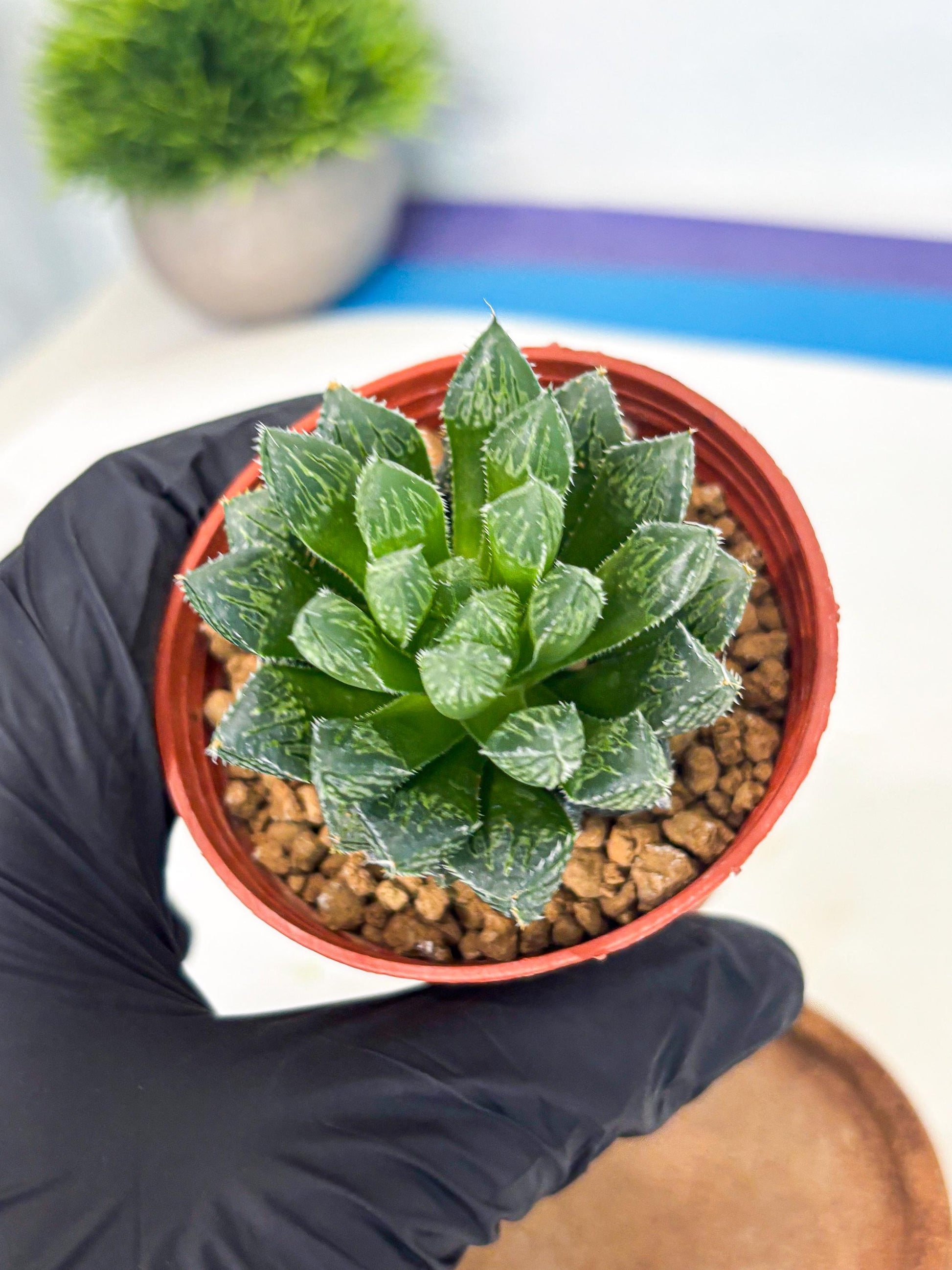 Haworthia Loulan (wa6) (g14) | Rare Import