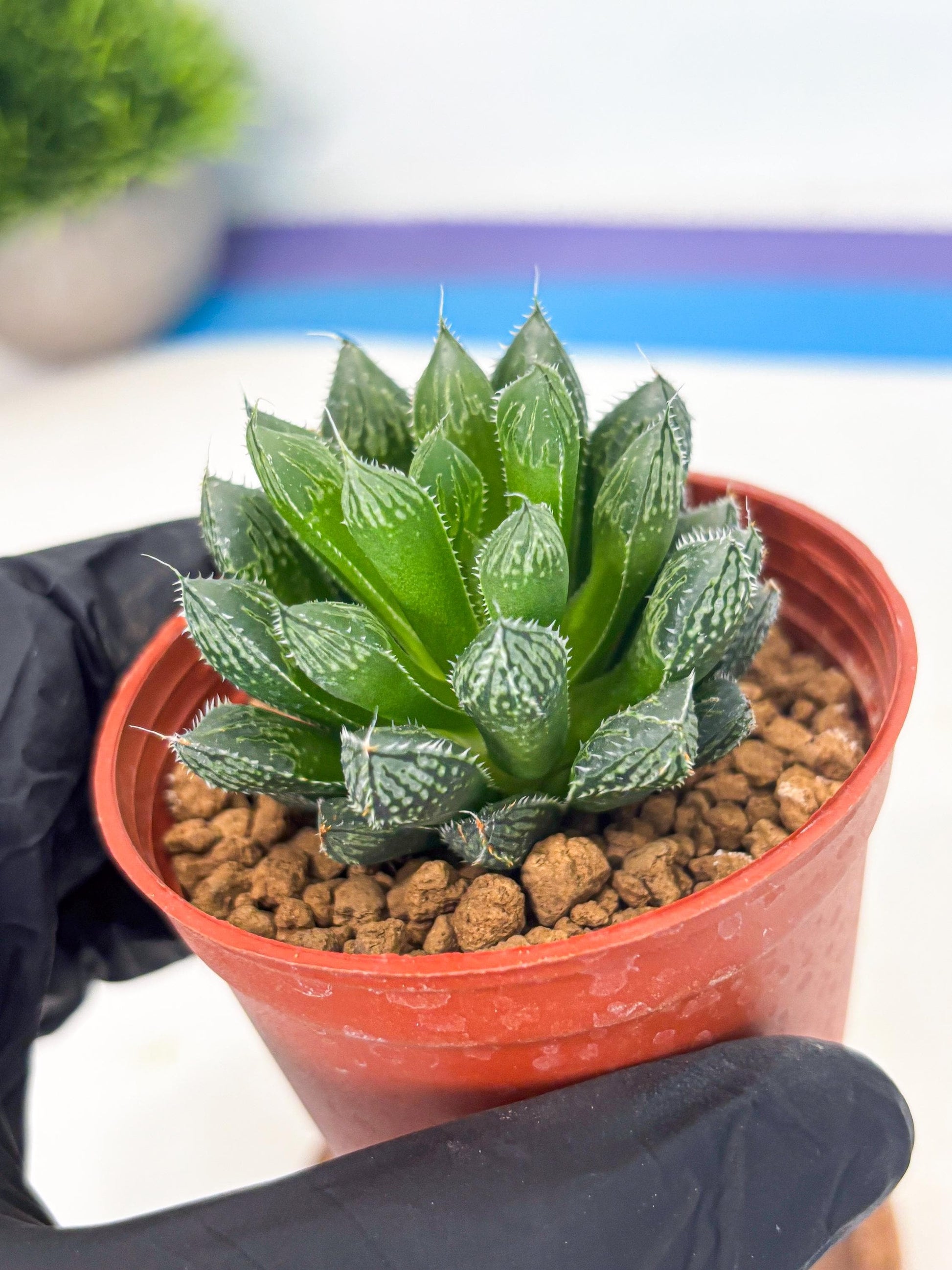 Haworthia Loulan (wa6) (g15) | Rare Import
