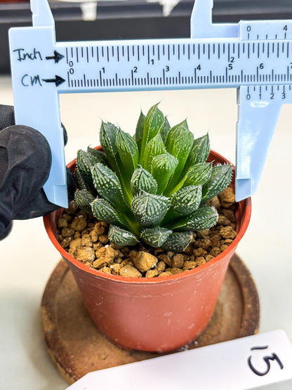 Haworthia Loulan (wa6) (g15) | Rare Import