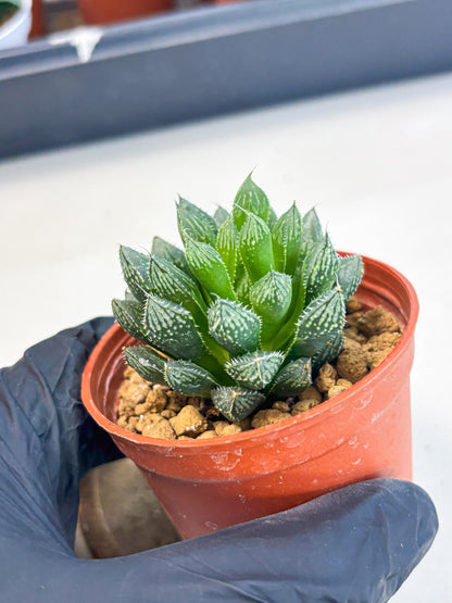 Haworthia Loulan (wa6) (g15) | Rare Import