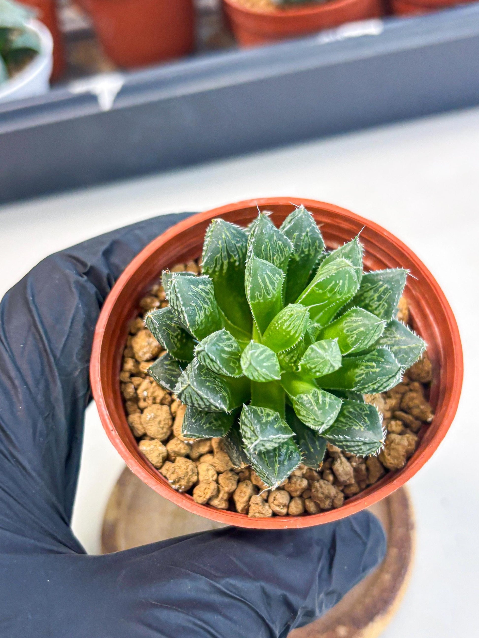 Haworthia Loulan (wa6) (g15) | Rare Import