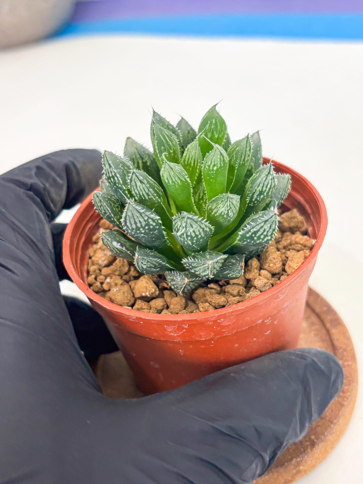 Haworthia Loulan (wa6) (g15) | Rare Import