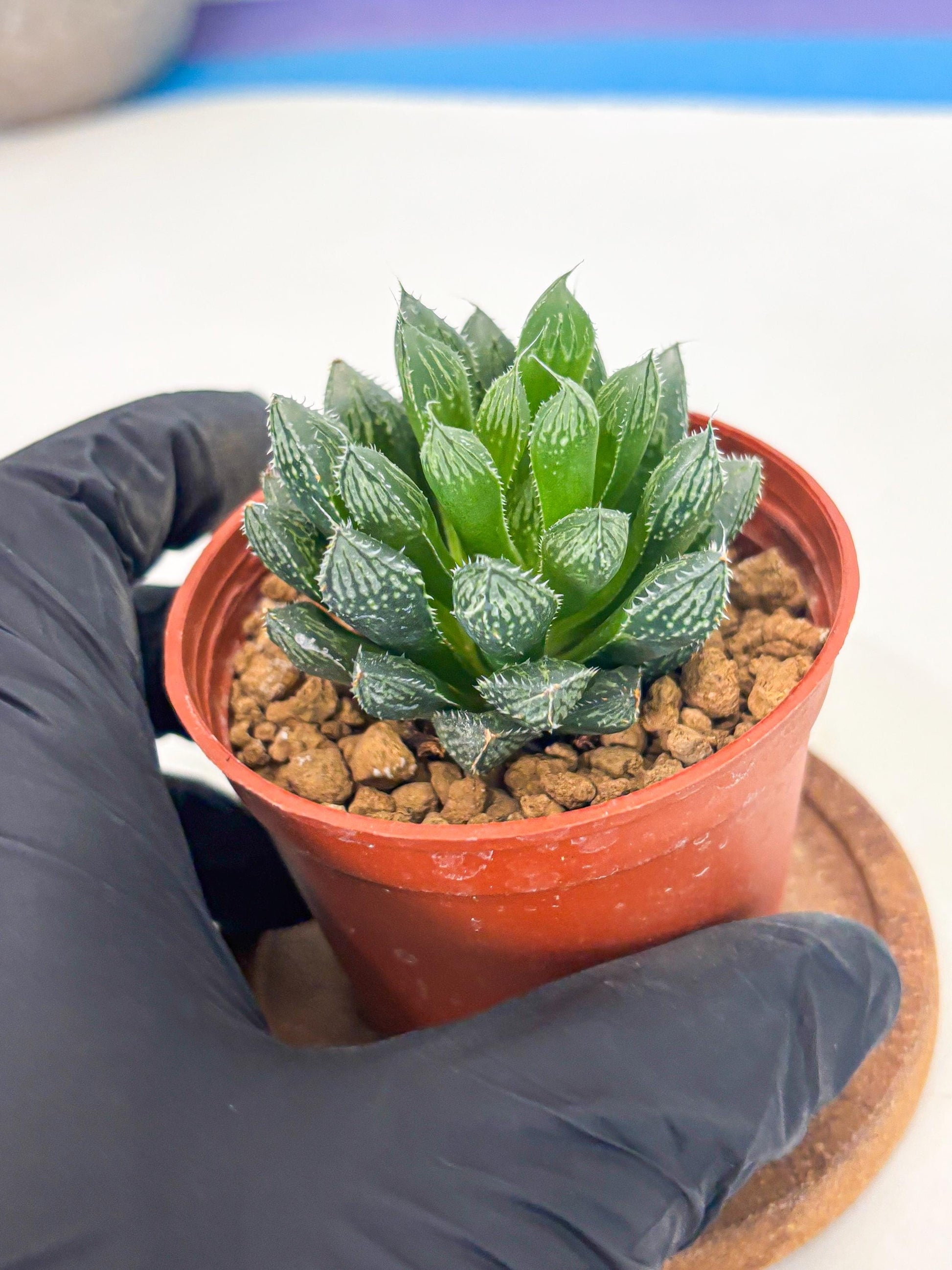 Haworthia Loulan (wa6) (g15) | Rare Import