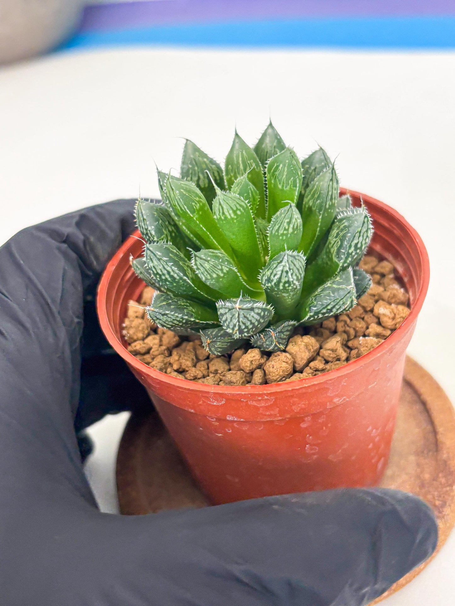 Haworthia Loulan (wa6) (g15) | Rare Import