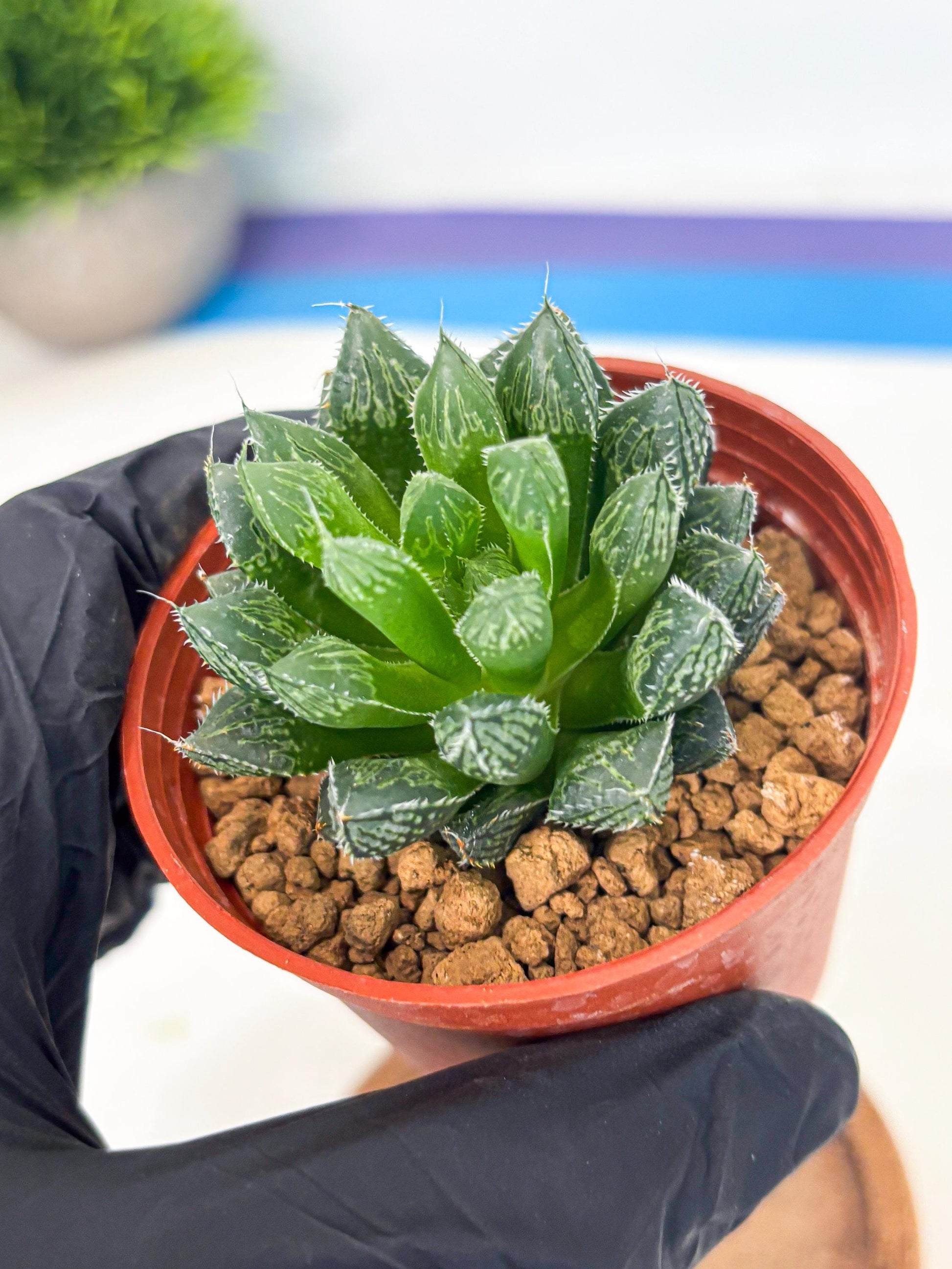 Haworthia Loulan (wa6) (g15) | Rare Import
