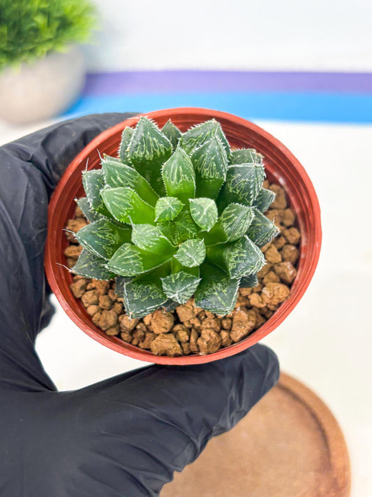 Haworthia Loulan (wa6) (g15) | Rare Import
