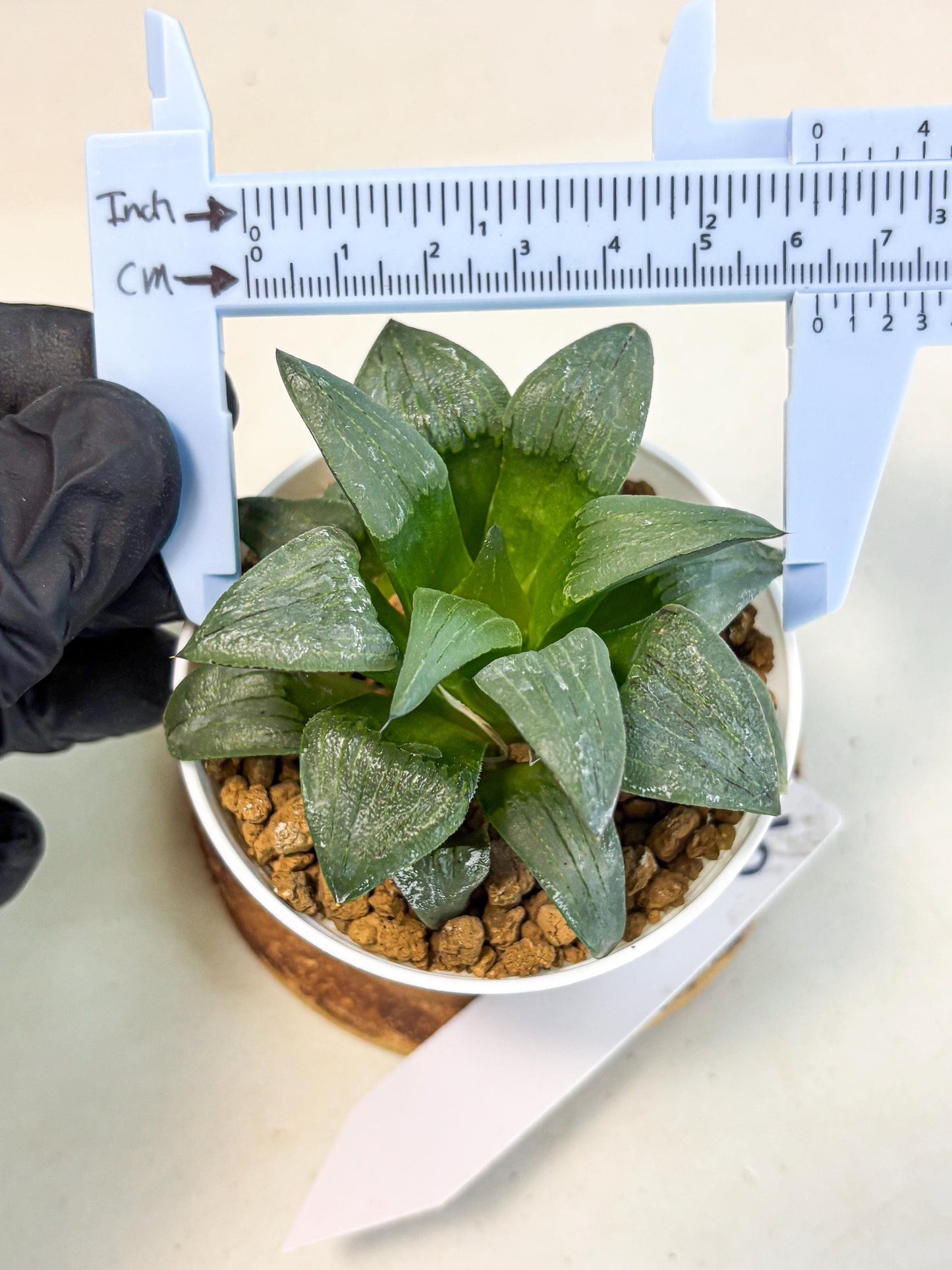 Haworthia Shuten-doji (wa6) (g16) | Rare Import