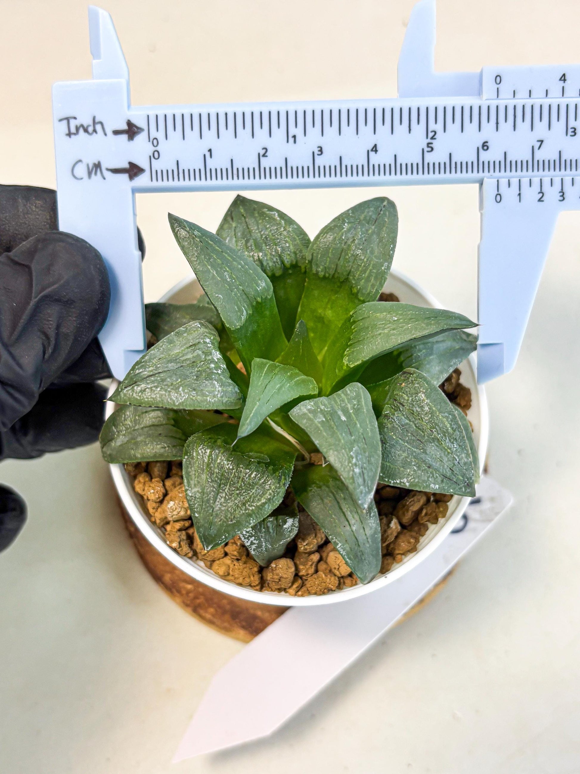 Haworthia Shuten-doji (wa6) (g16) | Rare Import