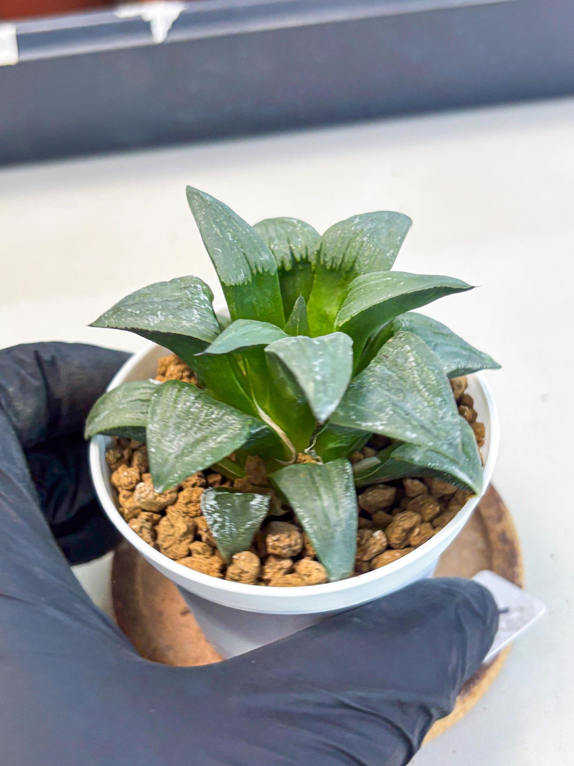 Haworthia Shuten-doji (wa6) (g16) | Rare Import