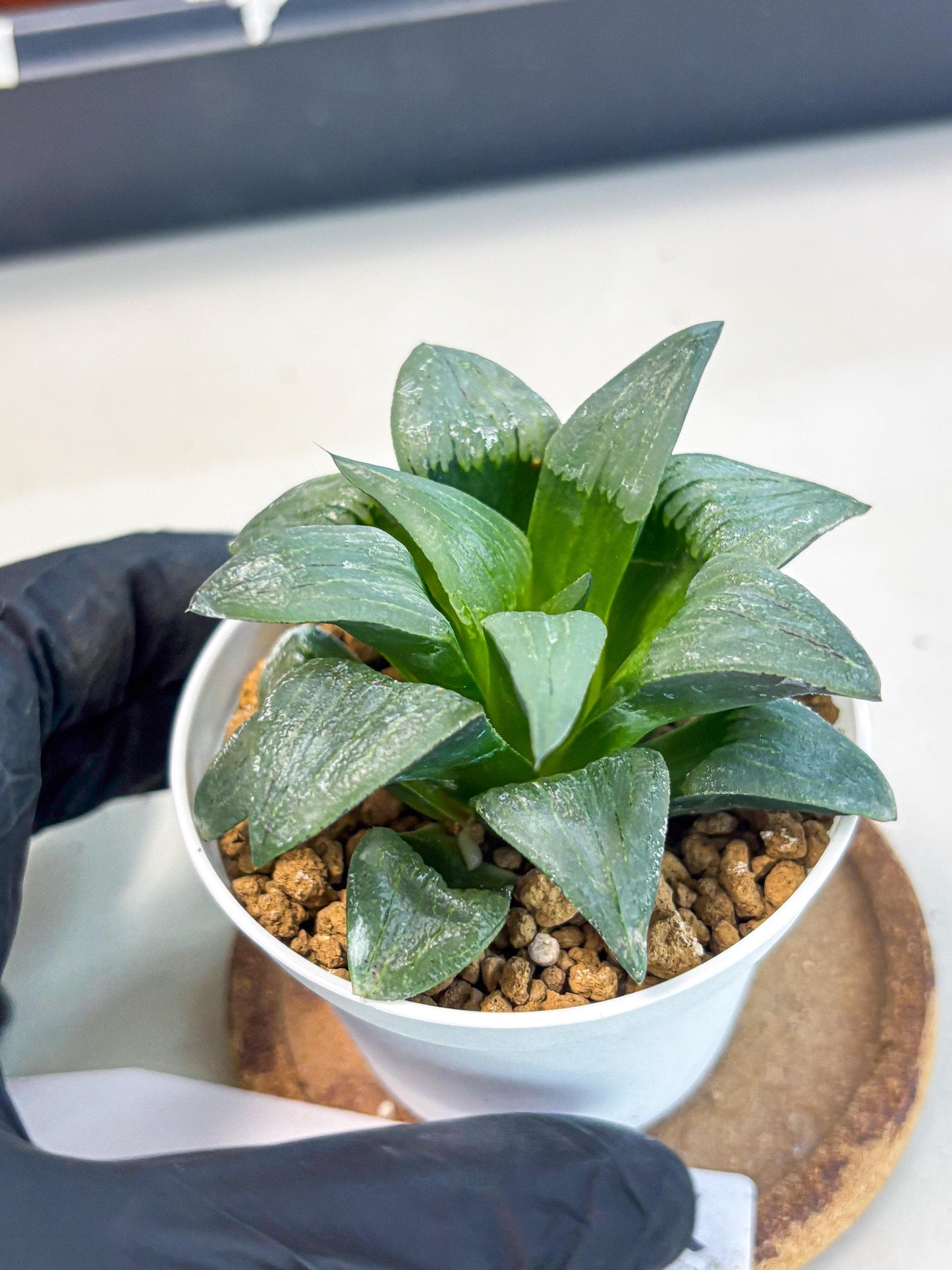 Haworthia Shuten-doji (wa6) (g16) | Rare Import
