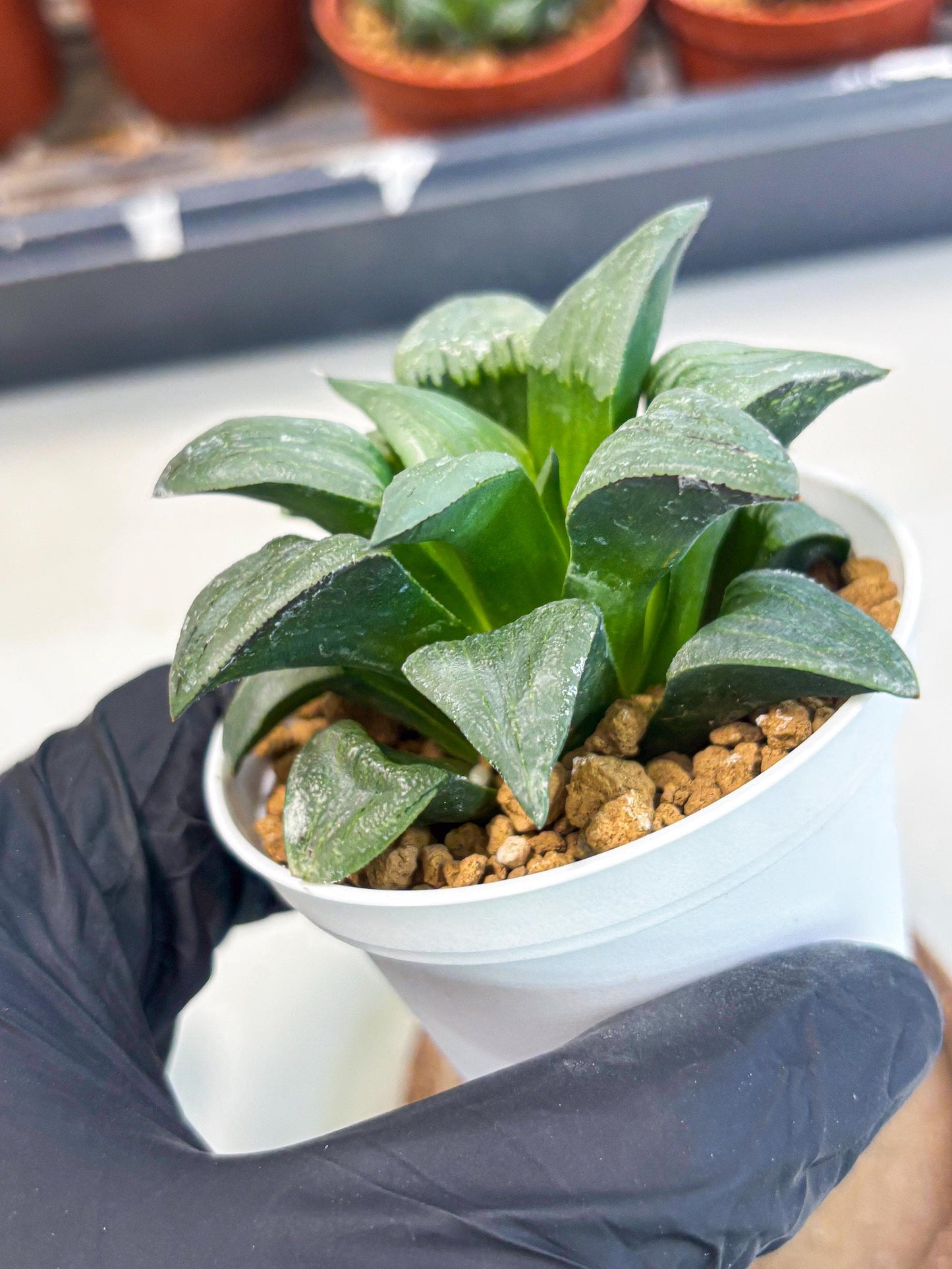 Haworthia Shuten-doji (wa6) (g16) | Rare Import