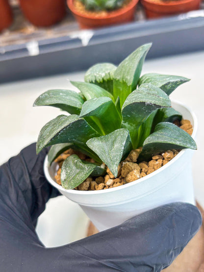 Haworthia Shuten-doji (wa6) (g16) | Rare Import
