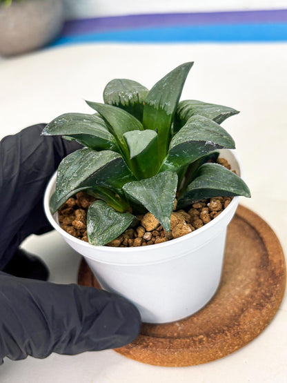 Haworthia Shuten-doji (wa6) (g16) | Rare Import