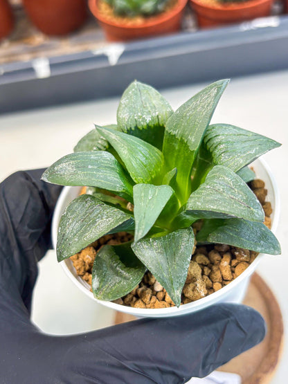 Haworthia Shuten-doji (wa6) (g16) | Rare Import