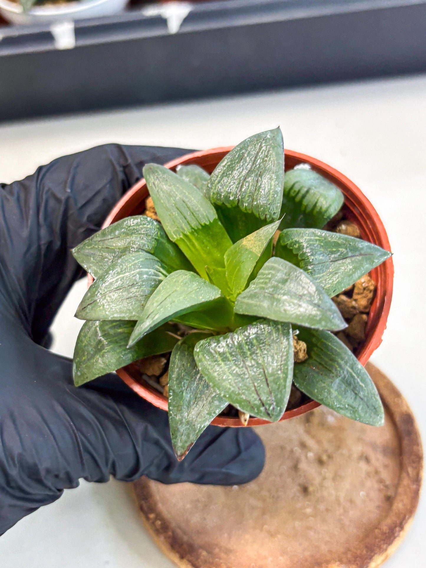 Haworthia Shuten-doji (wa6) (g17) | Rare Import
