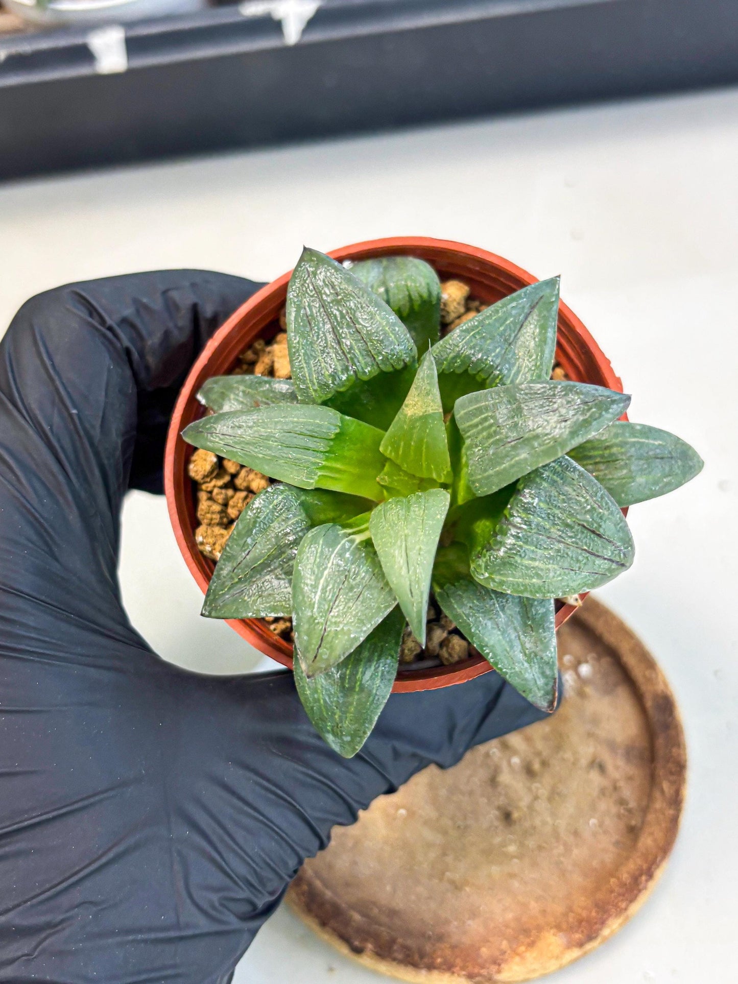 Haworthia Shuten-doji (wa6) (g17) | Rare Import