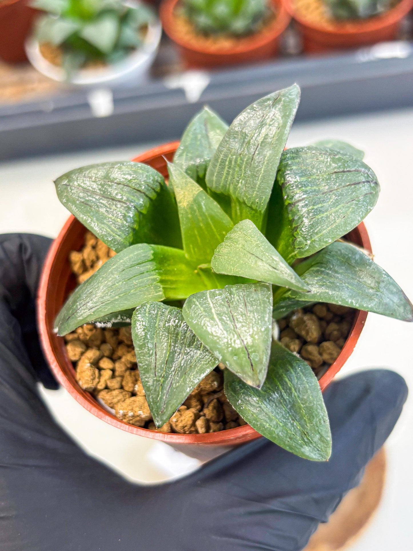 Haworthia Shuten-doji (wa6) (g17) | Rare Import