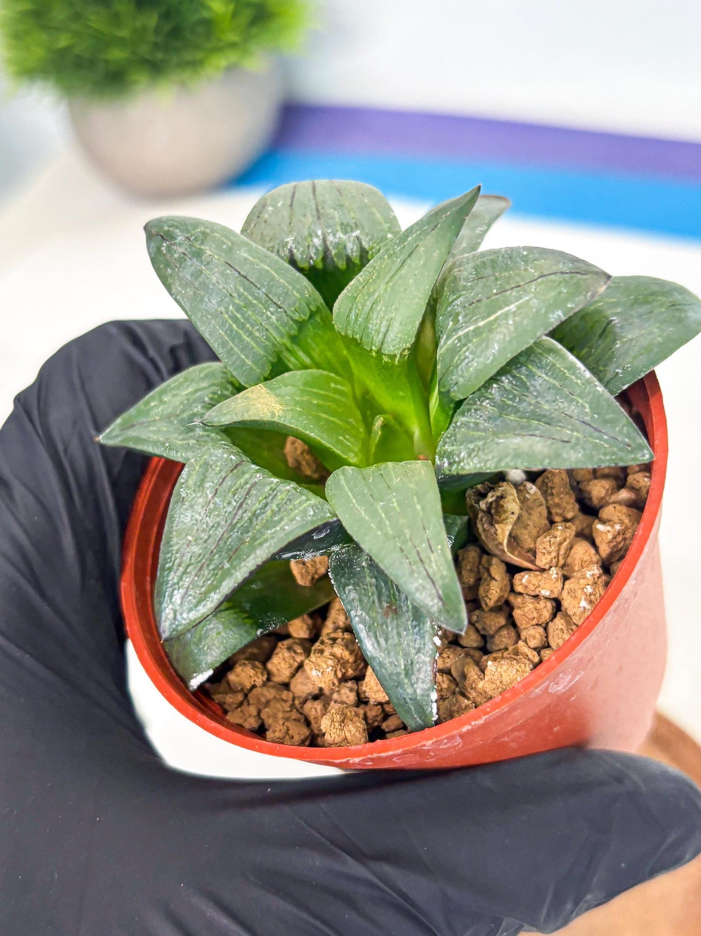 Haworthia Shuten-doji (wa6) (g17) | Rare Import