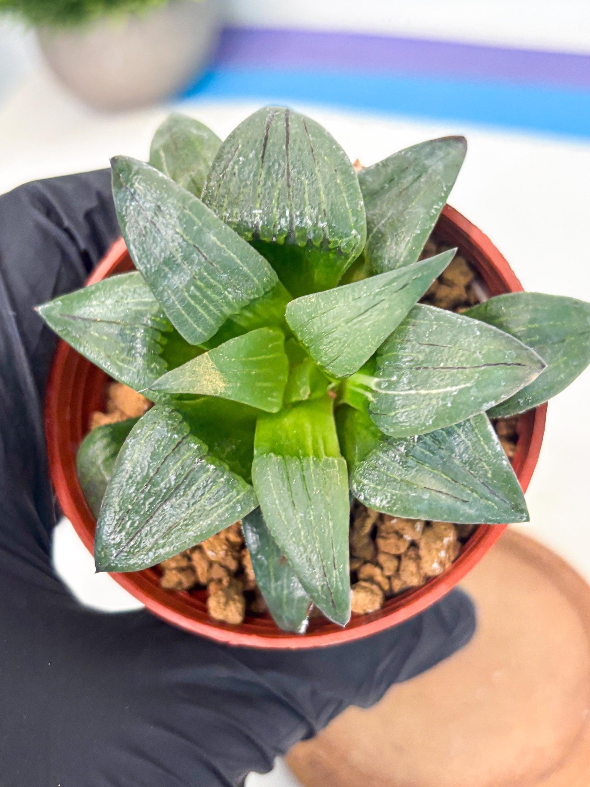 Haworthia Shuten-doji (wa6) (g17) | Rare Import