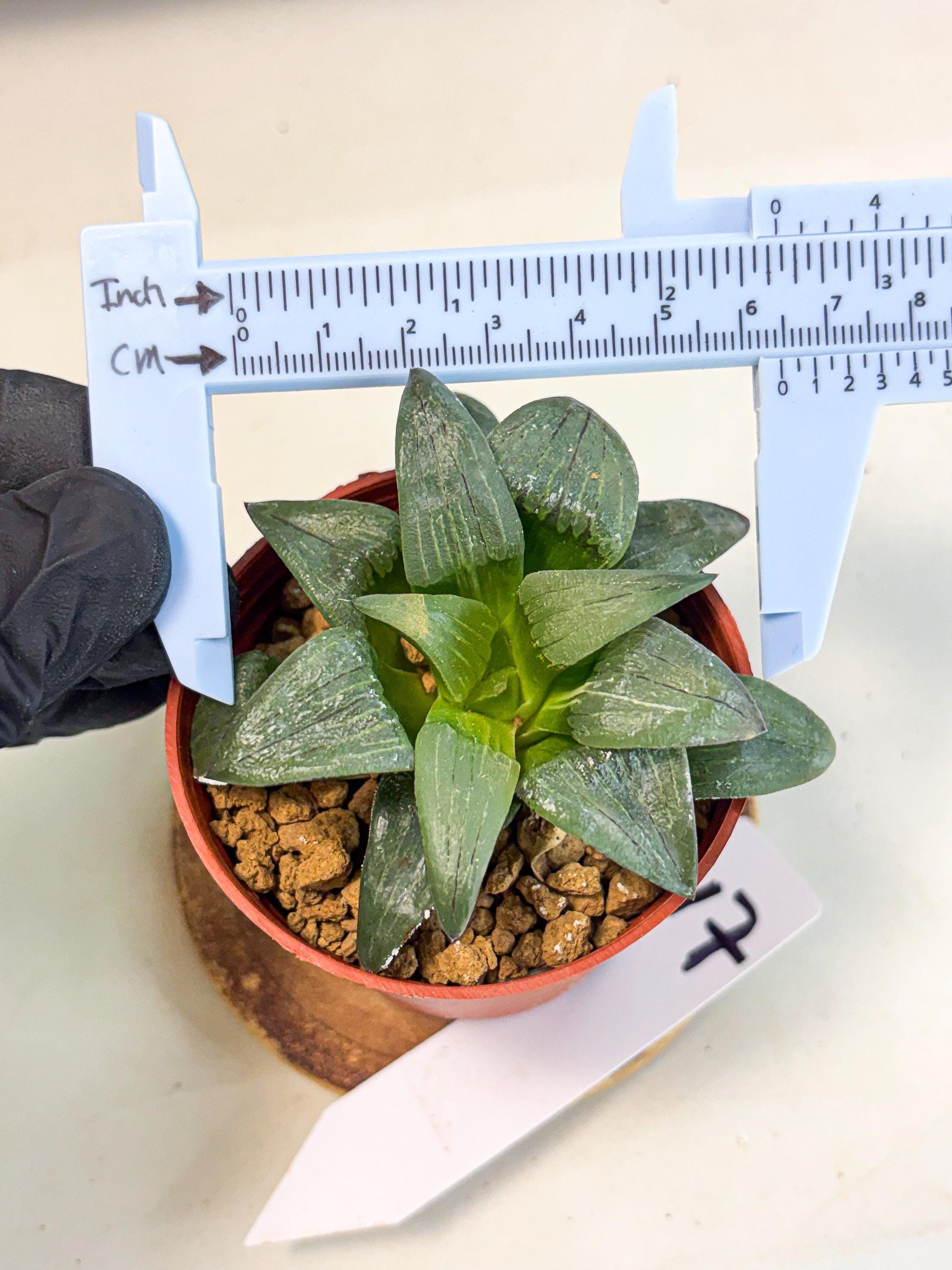 Haworthia Shuten-doji (wa6) (g17) | Rare Import