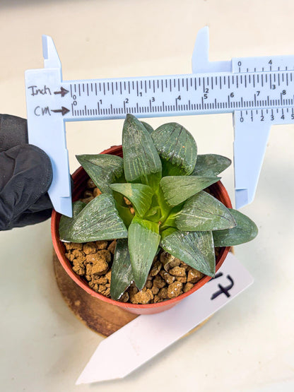 Haworthia Shuten-doji (wa6) (g17) | Rare Import