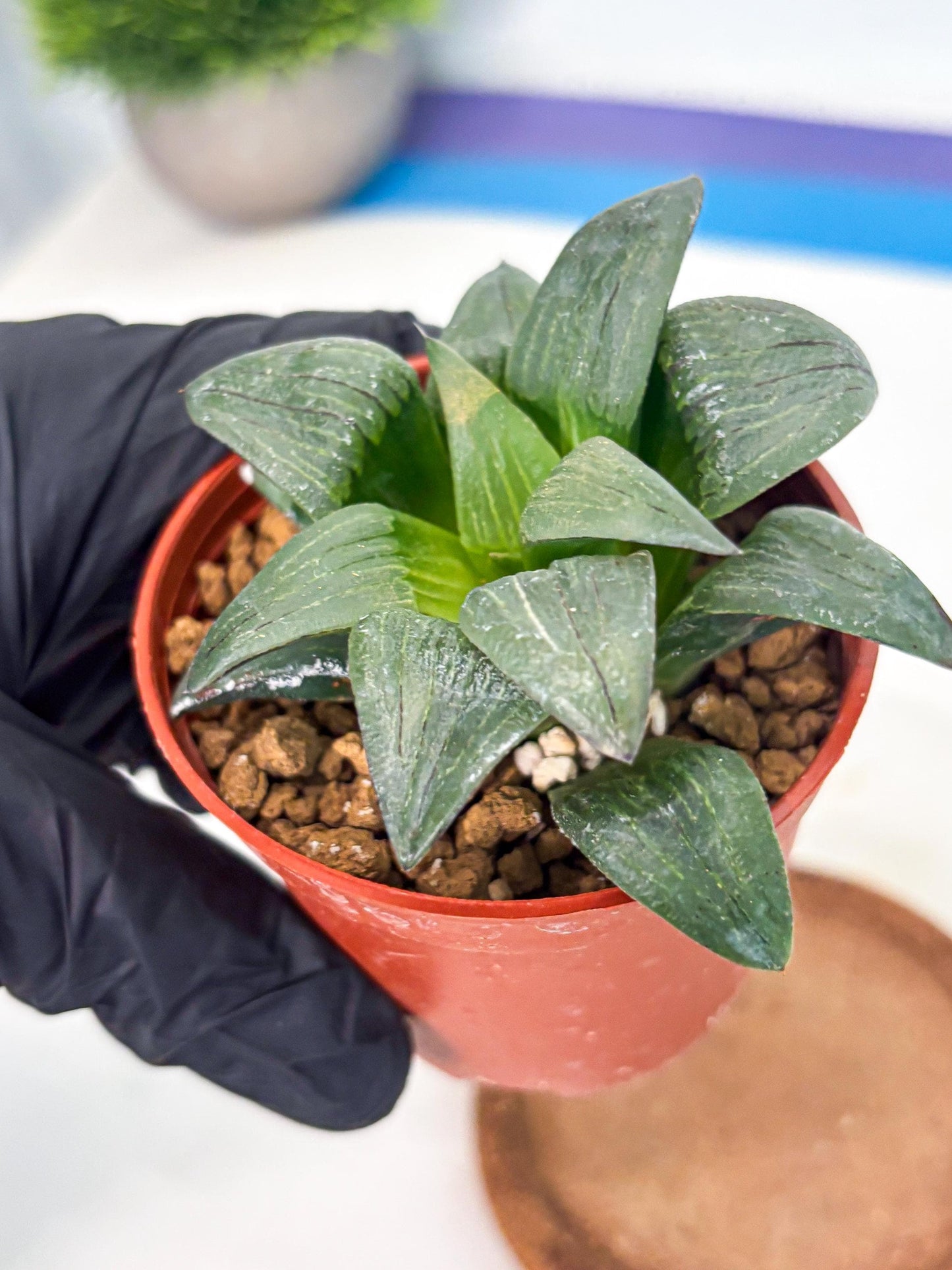 Haworthia Shuten-doji (wa6) (g17) | Rare Import