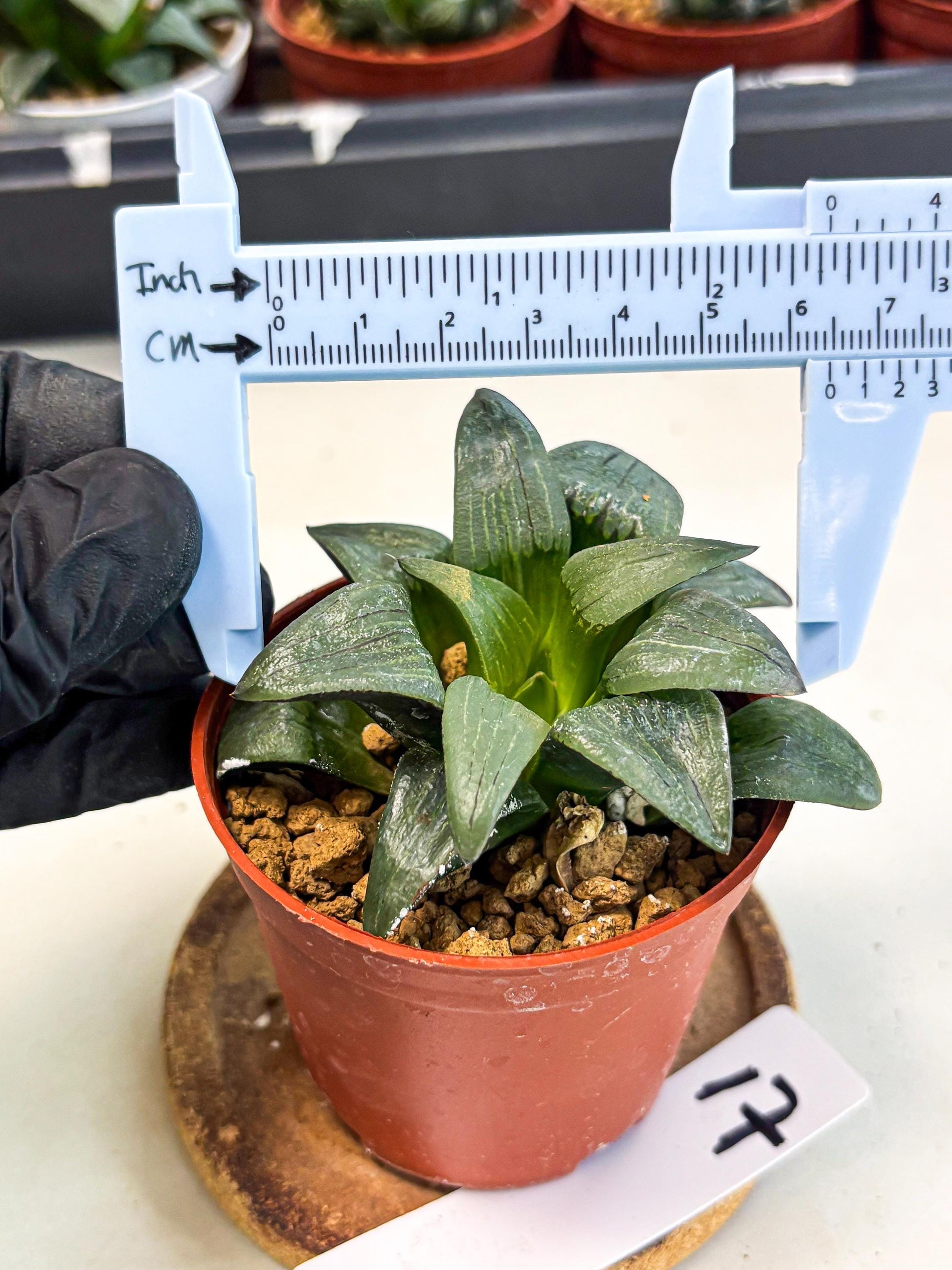 Haworthia Shuten-doji (wa6) (g17) | Rare Import