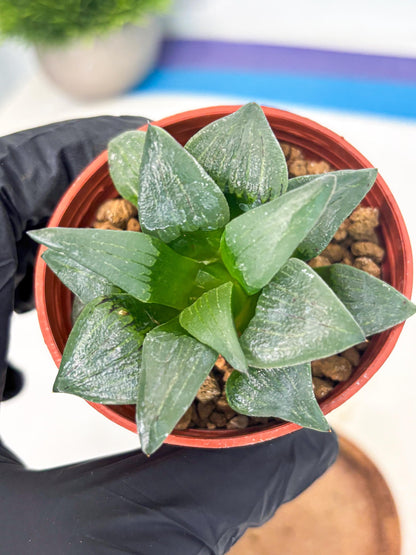 Haworthia Shuten-doji (wa6) (g18) | Rare Import