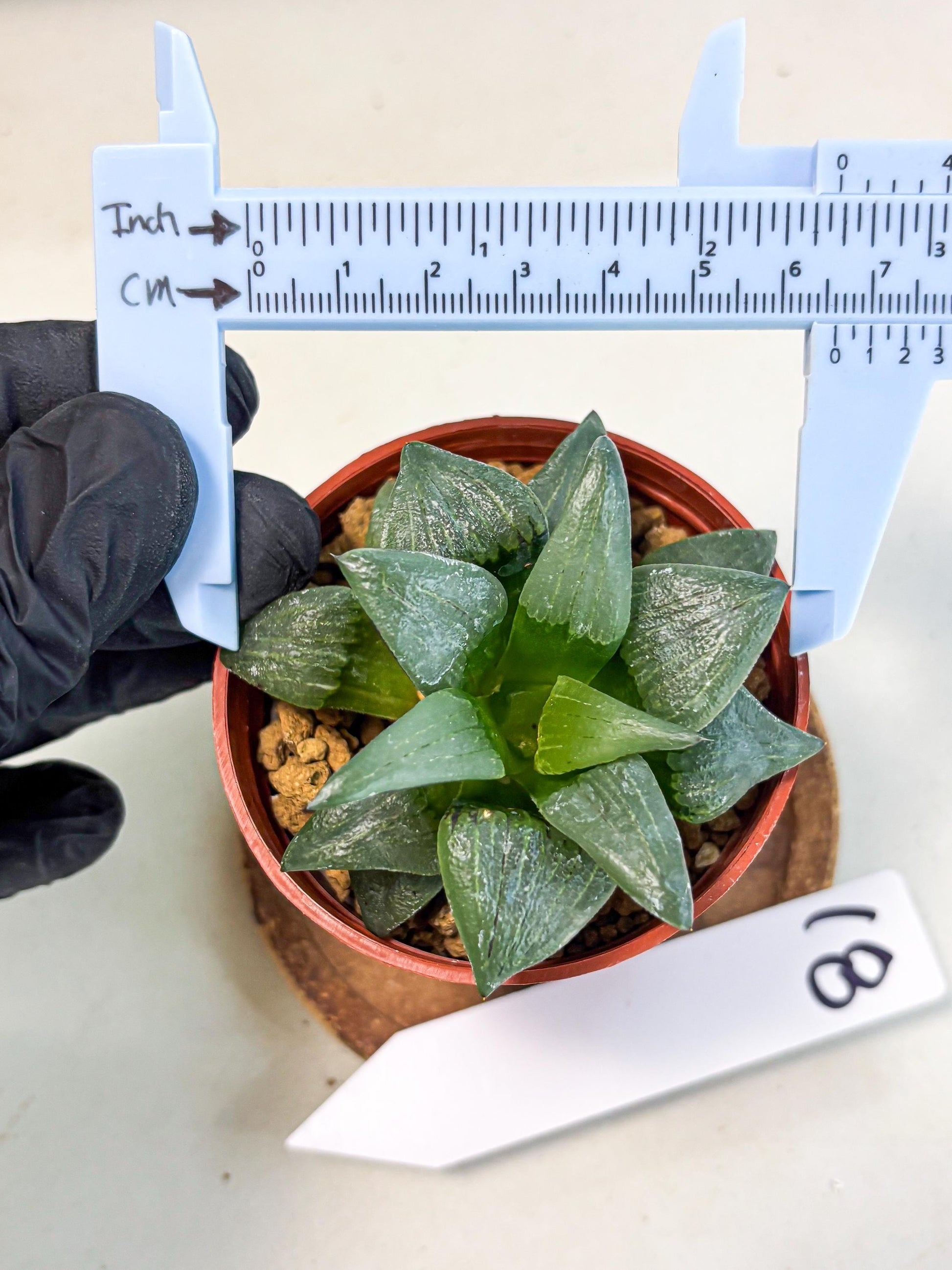 Haworthia Shuten-doji (wa6) (g18) | Rare Import