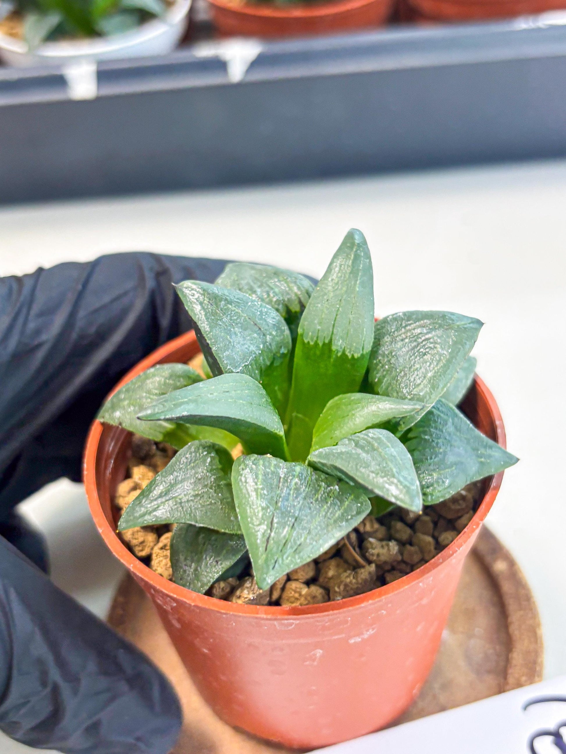 Haworthia Shuten-doji (wa6) (g18) | Rare Import