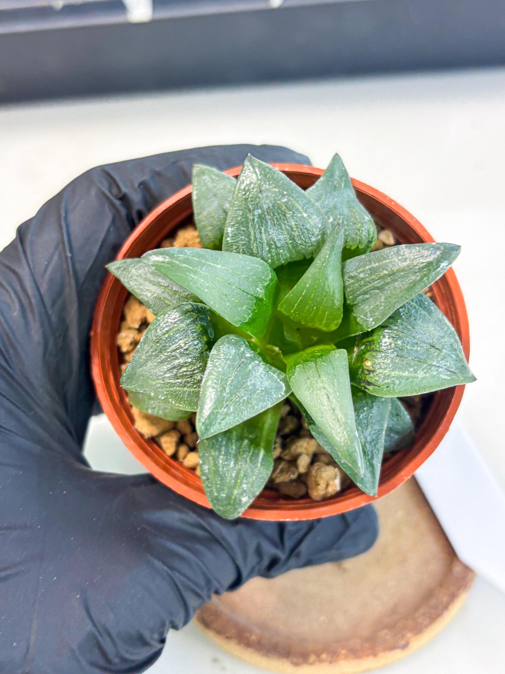 Haworthia Shuten-doji (wa6) (g18) | Rare Import