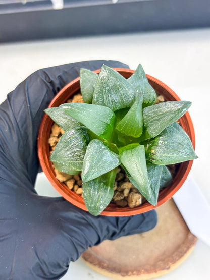 Haworthia Shuten-doji (wa6) (g18) | Rare Import