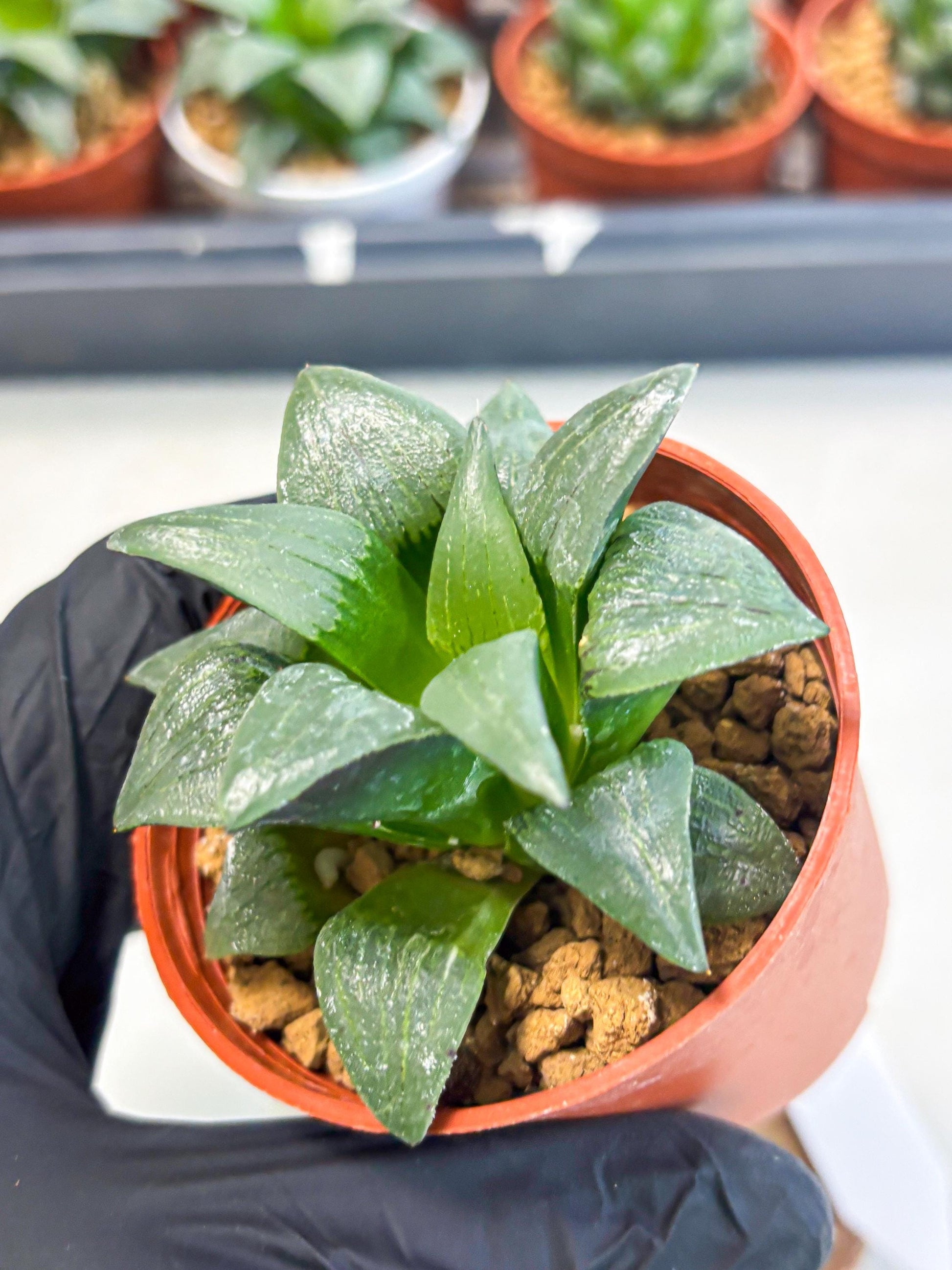 Haworthia Shuten-doji (wa6) (g18) | Rare Import
