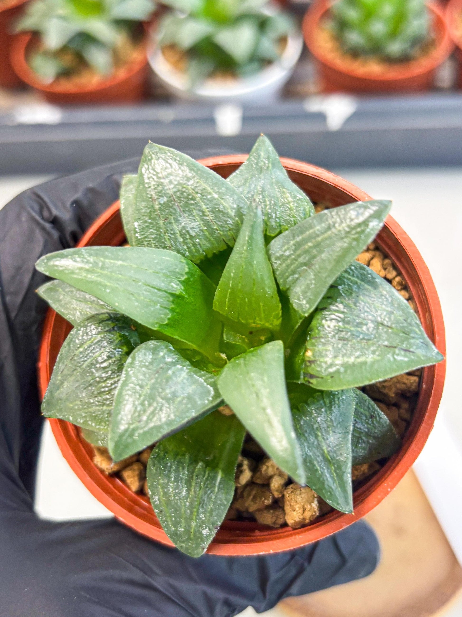 Haworthia Shuten-doji (wa6) (g18) | Rare Import
